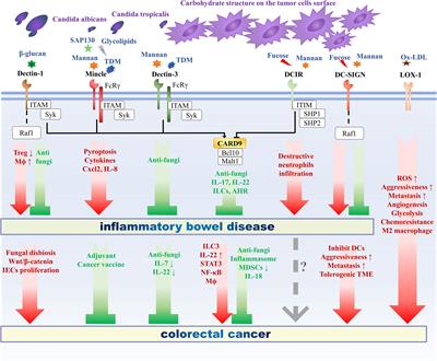 The Role of C-Type Lectin Receptor Signaling in the Intestinal Microbiota-Inflammation-Cancer Axis